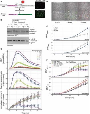 Live-Cell Assays for Cell Stress Responses Reveal New Patterns of Cell Signaling Caused by Mutations in Rhodopsin, α-Synuclein and TDP-43